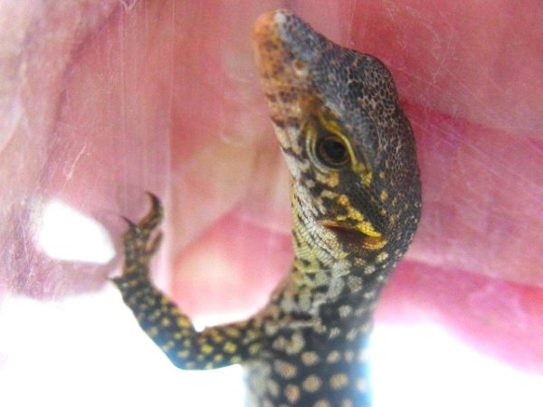 画像3: チモールモニターＣＢベビー (3)