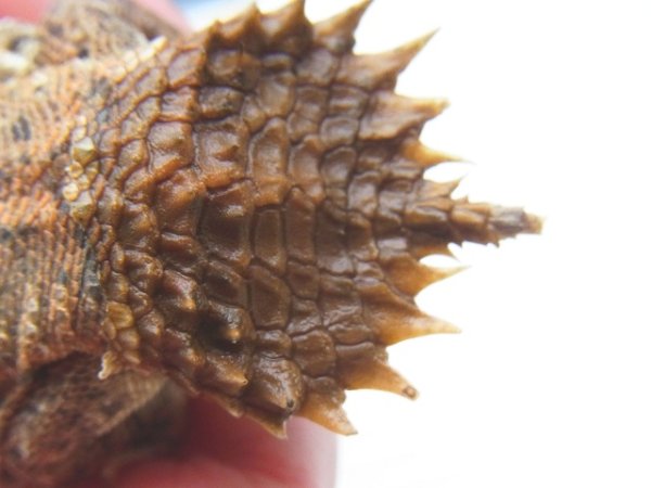 画像4: テイラーカワリアガマ♀ (4)