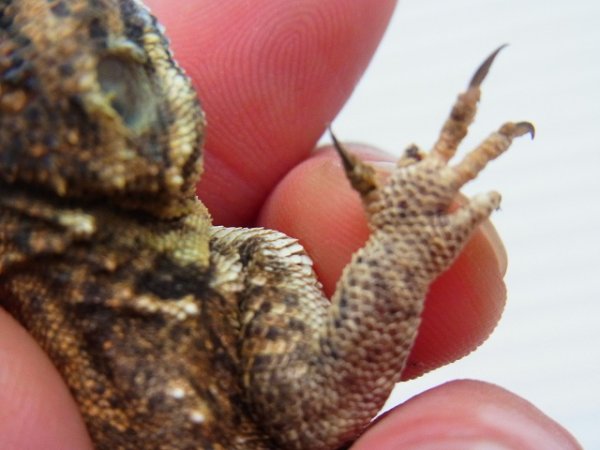 画像2: テイラーカワリアガマ♀ (2)