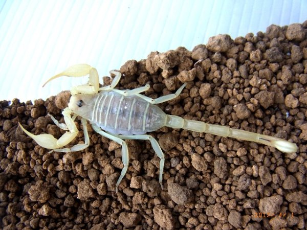 画像4: デューンスコーピオン (4)