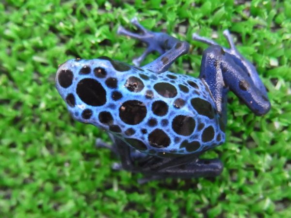 画像5: コバルトヤドク (5)