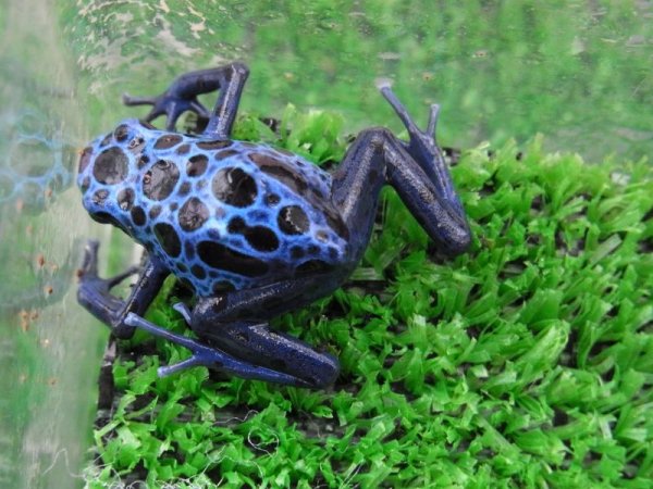 画像2: コバルトヤドク (2)