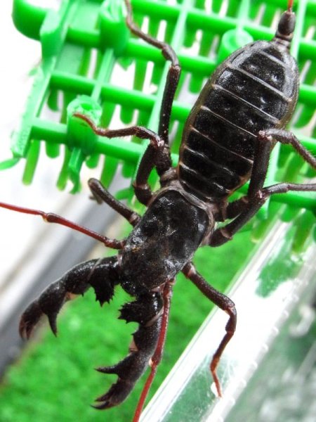 画像3: テキサスジャイアントビネガロン (3)