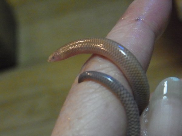 画像4: フタヅメスナチモグリ (4)