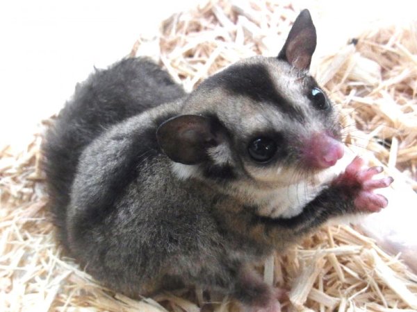 画像4: フクロモモンガベビー★ペア (4)