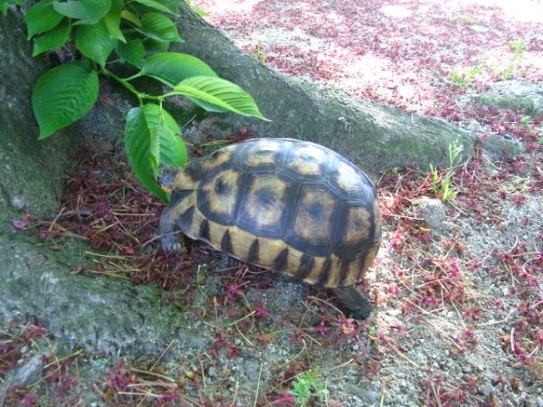 画像4: ソリガメ♀ (4)