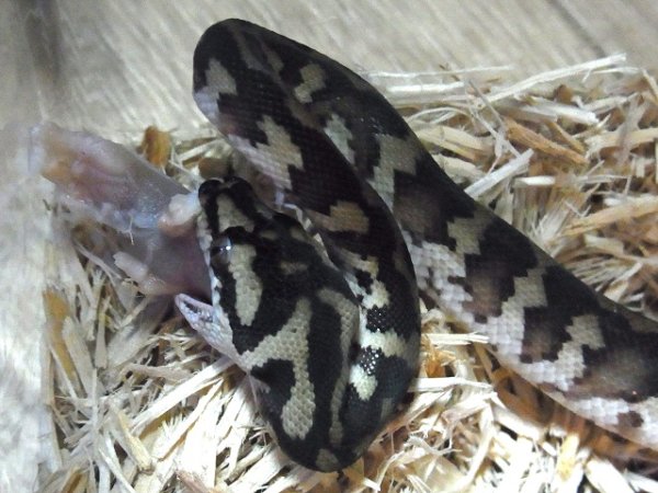 画像2: コモンカーペットパイソン（Ｄ様ご売約済み） (2)