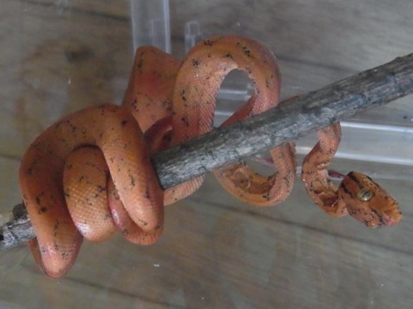 画像3: ガーデンツリーポア★カラード (3)