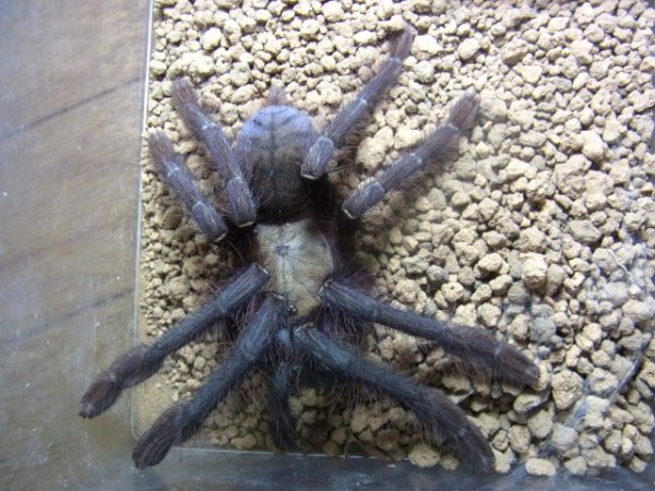 画像5: シンガポールブルータランチュラ (5)
