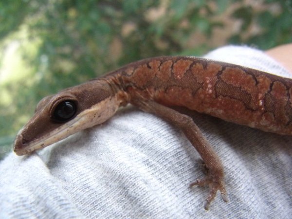 画像2: キャットゲッコー★ペア(セレクトレッド） (2)