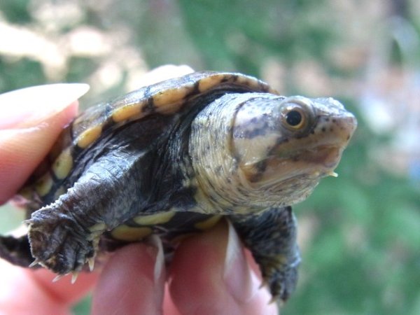 画像5: ハラガケガメベビー★Ａ (5)