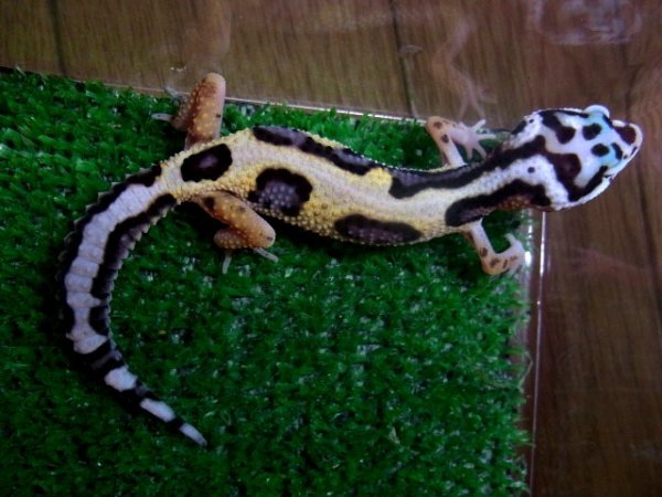 画像4: ハイイエロー☆デザイナーズジャングルＢ (4)