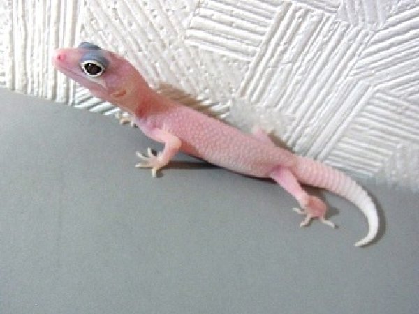 画像3: ブレイジングブリザード(kさまご売約済み） (3)