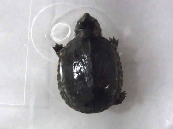 画像5: ミスジドロガメ☆パターンレスレッドベリー (5)