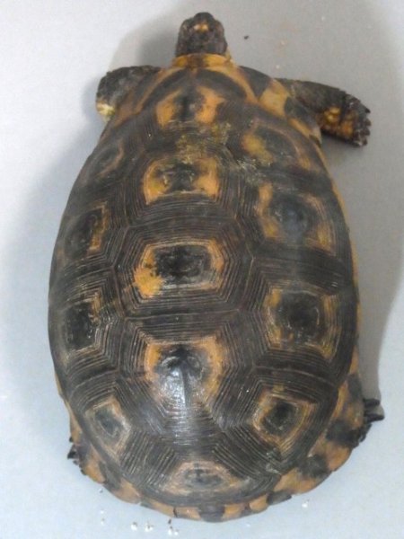 画像2: ソリガメ♀ (2)