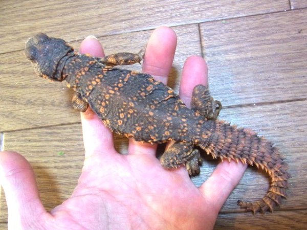 画像4: ゲイリートゲオアガマ☆ベビー（Ｉ様ご売約済） (4)