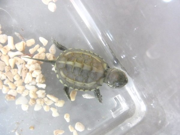 画像5: ハイポクサガメＣＢベビー☆Ｂ (5)