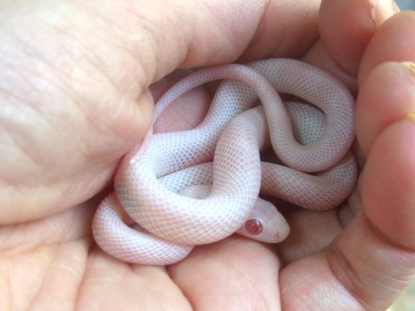 画像5: ブリザードベビーＵＳＣＢ(Ｓ様ご売約済） (5)