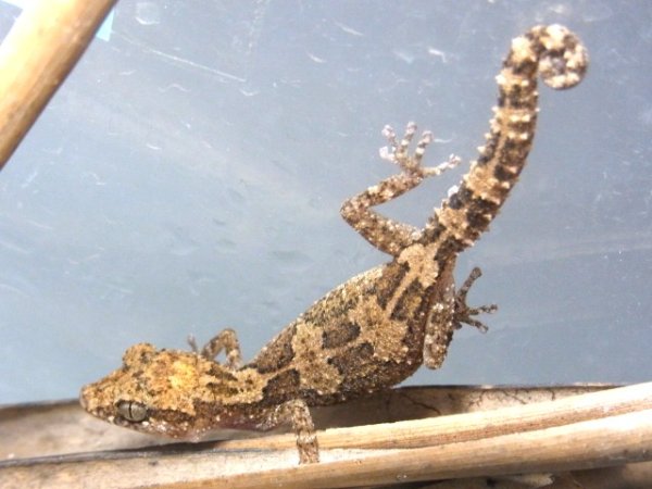 画像4: オマキササクレヤモリ☆ペア (4)