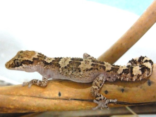 画像2: オマキササクレヤモリ☆ペア (2)