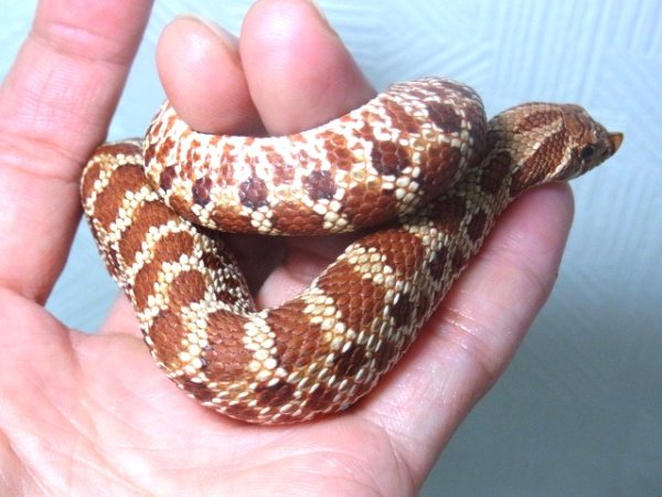画像4: セイブシシバナヘビ♀★レッド★ (4)
