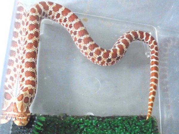 画像2: セイブシシバナヘビ♀★レッド★ (2)