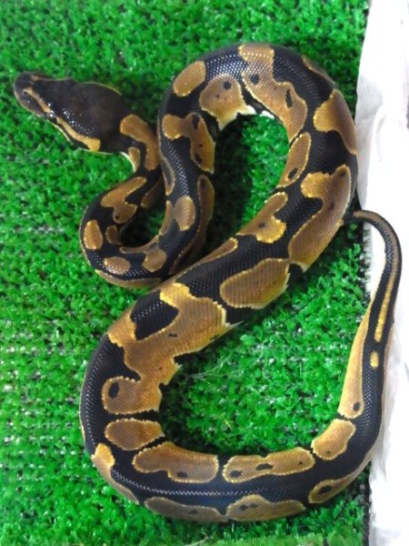 画像2: ボールパイソン★イレギュラーパターン（餌付け済） (2)