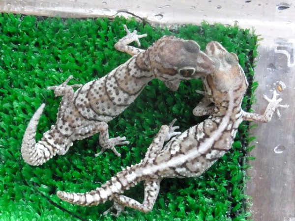 画像3: ソメワケササクレヤモリ・ペア☆Ｂ (3)