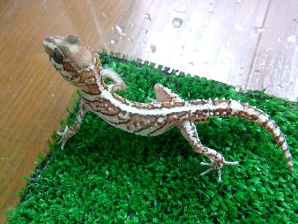 画像2: ソメワケササクレヤモリＣＢ・ストライプ♂ (2)
