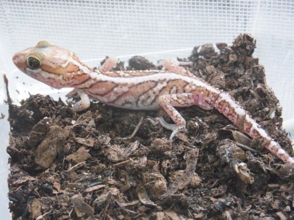 画像2: ソメワケササクレヤモリ・ペア☆Ａ (2)