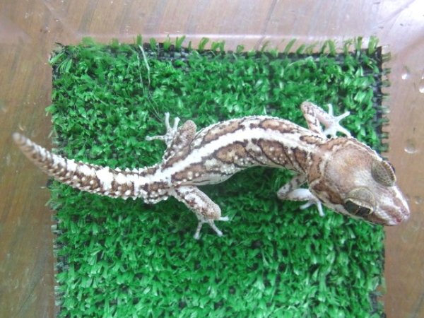 画像4: ソメワケササクレヤモリＣＢ・ストライプ♂ (4)