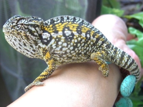 画像5: カーペットカメレオン☆Ａ♂ (5)