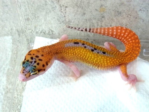 画像4: エクリプス★ソリッドブラックアイ M様ご売約 (4)