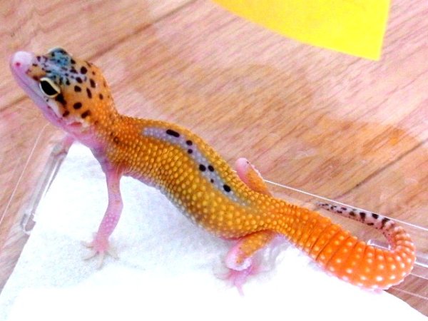 画像3: エクリプス★ソリッドブラックアイ M様ご売約 (3)