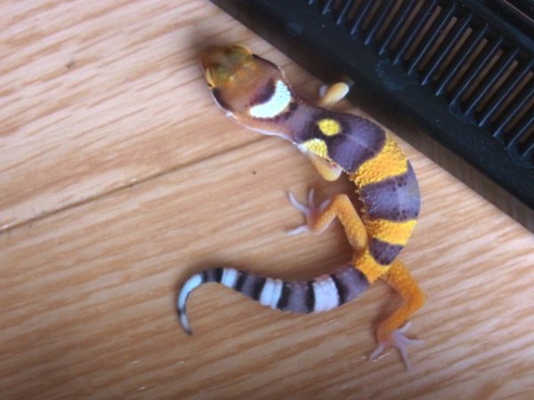 画像4: ハイイエローＵＳＣＢセレクトベビー (4)