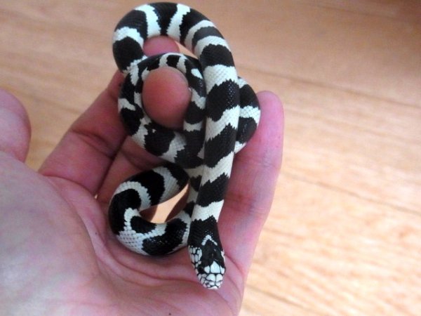 画像3: 　カリキンＢ＆Ｗ☆バンデッド★ペア （Ｓ様ご売約済） (3)