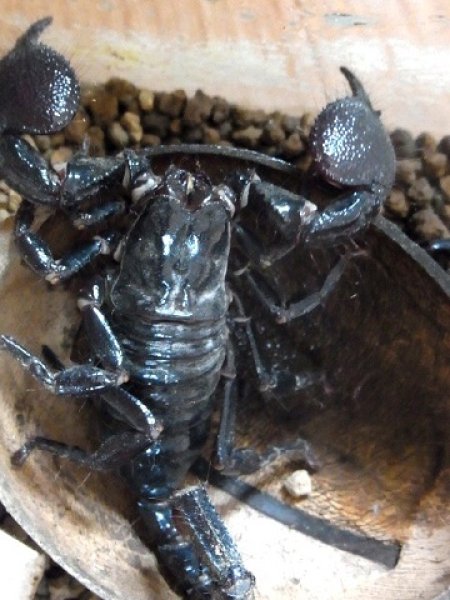 画像5: ダイオウサソリ☆♀ (5)