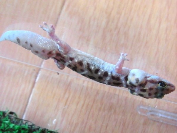 画像3: タイガーゲッコーＷＣ♀（再生尾）Ｉ様ご売約済 (3)