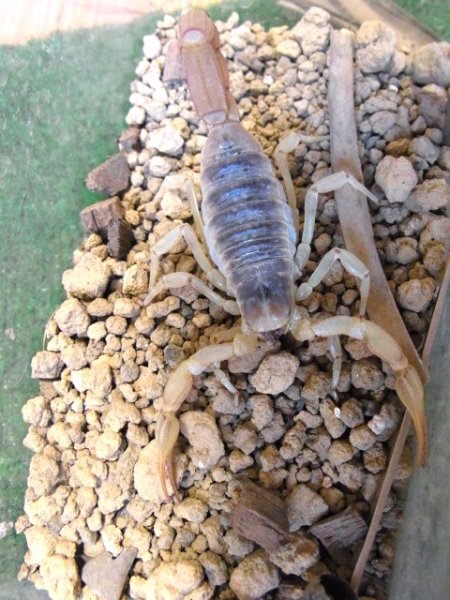 画像3: デザートへアリー (3)