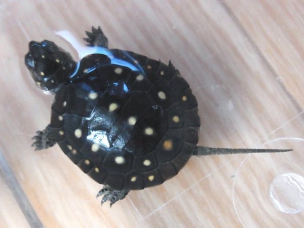 画像4: キボシイシガメ★CBベビー (4)