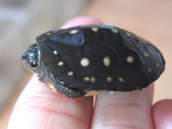 画像5: キボシイシガメ★CBベビー (5)