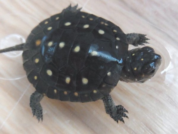 画像3: キボシイシガメ★CBベビー (3)