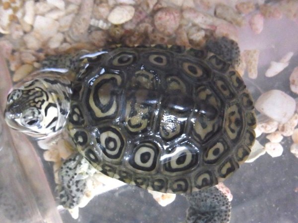 画像4: コンセントリックカロリナダイヤモンドバックテラピン☆Ｄ (4)