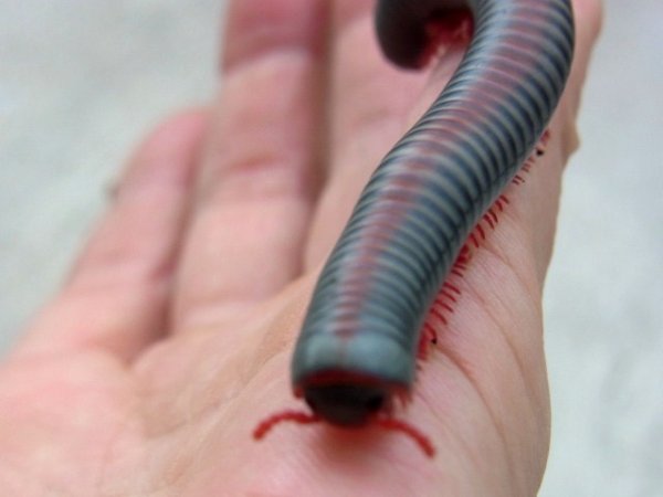 画像2: レインボーミリピード (2)