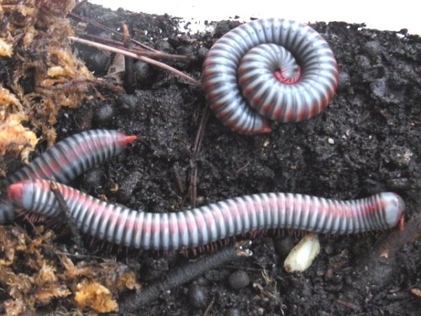 画像3: レインボーミリピード (3)