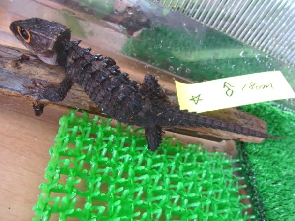 画像2: アカメペア☆（Ｋ様ご売約済） (2)