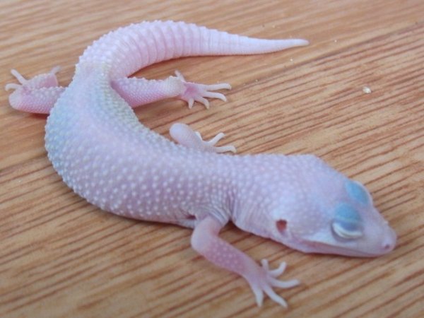 画像4: ブレイジングブリザード☆ＵＳＣＢ (4)