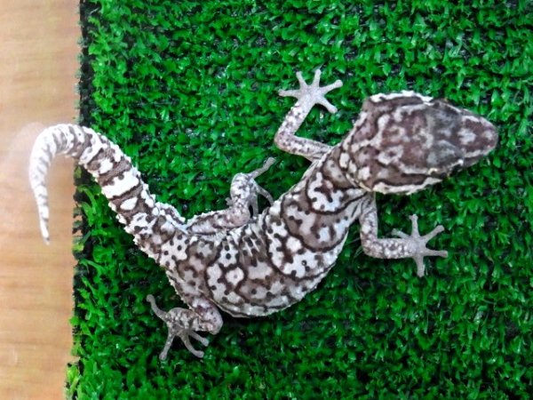 画像4: ソメワケササクレヤモリＷＣ♂ (4)