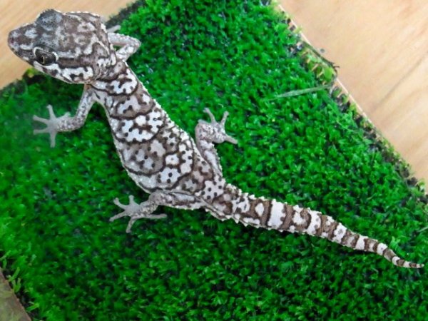 画像5: ソメワケササクレヤモリＷＣ♂ (5)