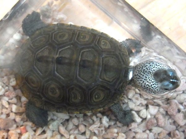 画像5: ダイヤモンドバックテラピンチェサピークベイ (5)